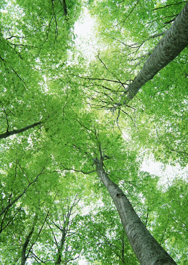 树林图片森林树木图片047