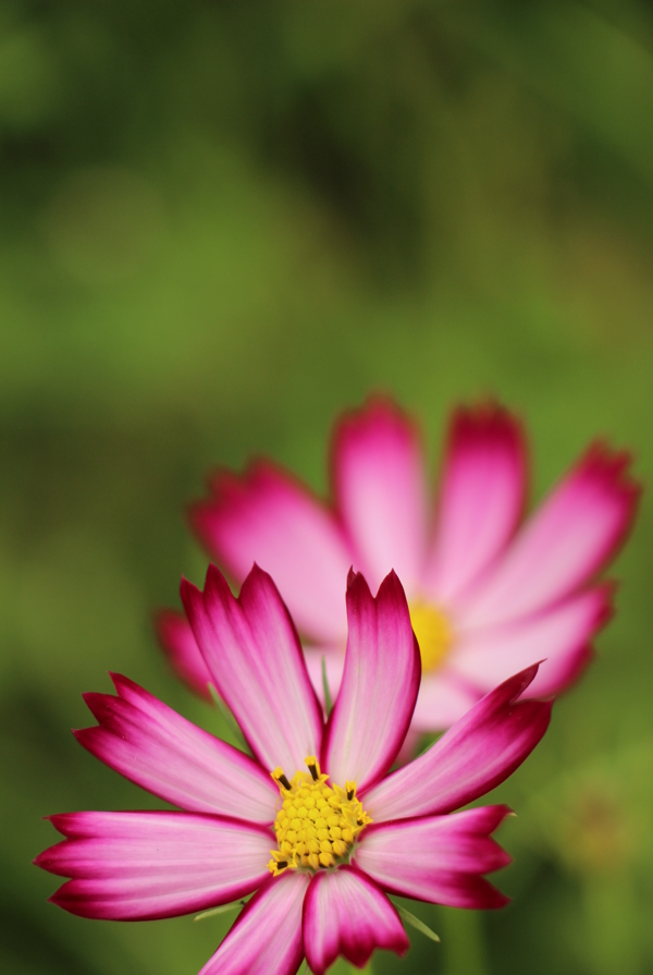 唯美格桑花圖片