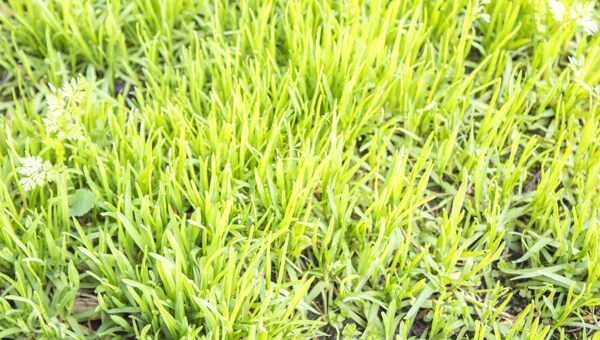 春季的嫩草植物摄影