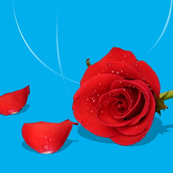 情人节红色玫瑰花朵和花瓣装饰