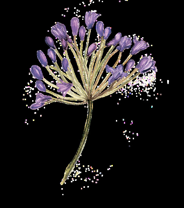 紫水花束透明裝飾素材