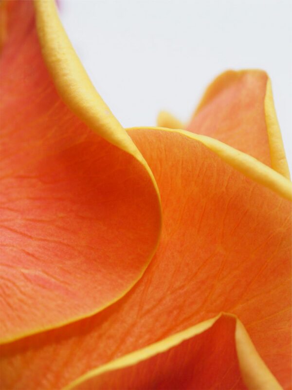 橙色花瓣