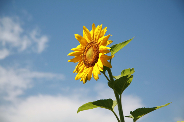 太阳花向日葵图片