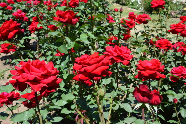 月季花