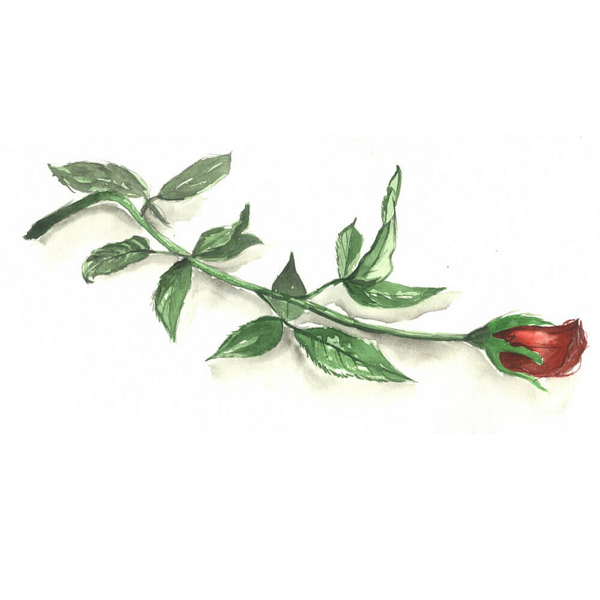 位圖植物寫(xiě)意花卉花朵玫瑰免費(fèi)素材