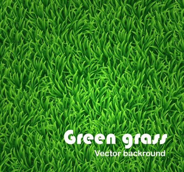 Grass草图片