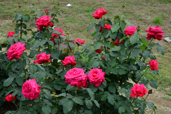 月季花