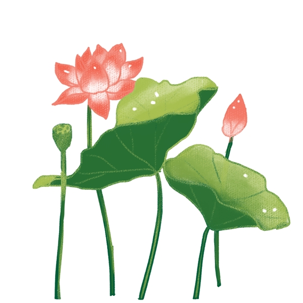 手繪花卉png素材