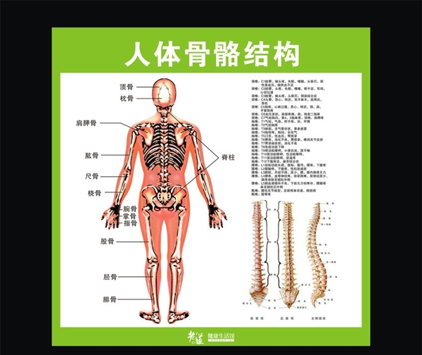人体骨骼结构矢量源文件