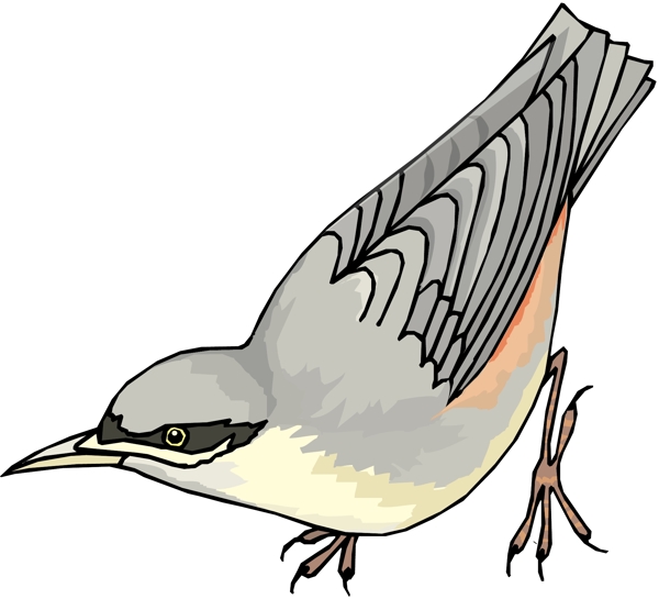 各種鳥類鳥動(dòng)物矢量素材EPS格式0182