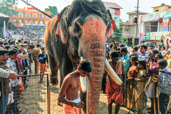 印度大象摄影图片