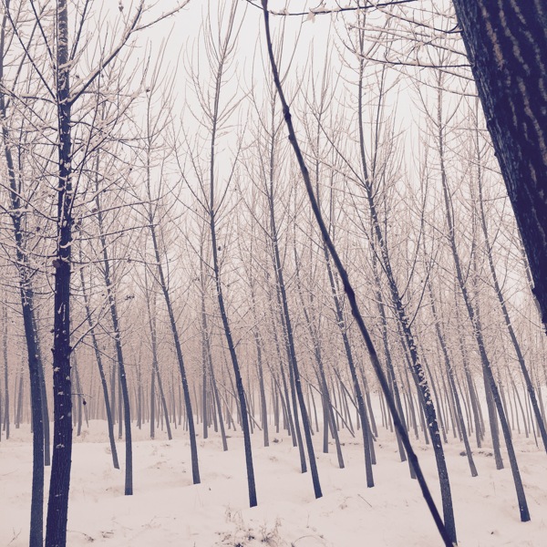 冬雪树林中图片