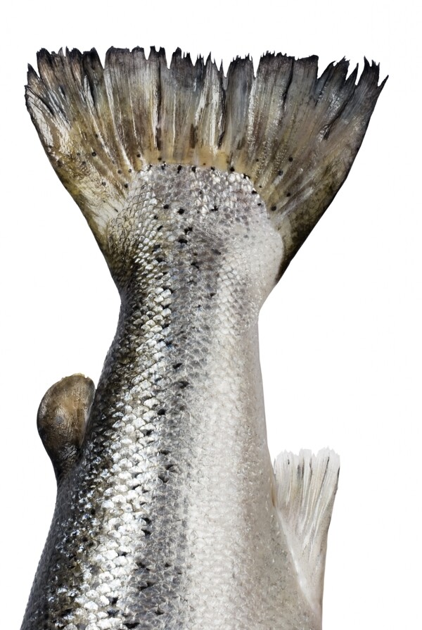 鱸魚魚尾