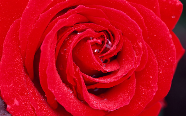 玫瑰花花