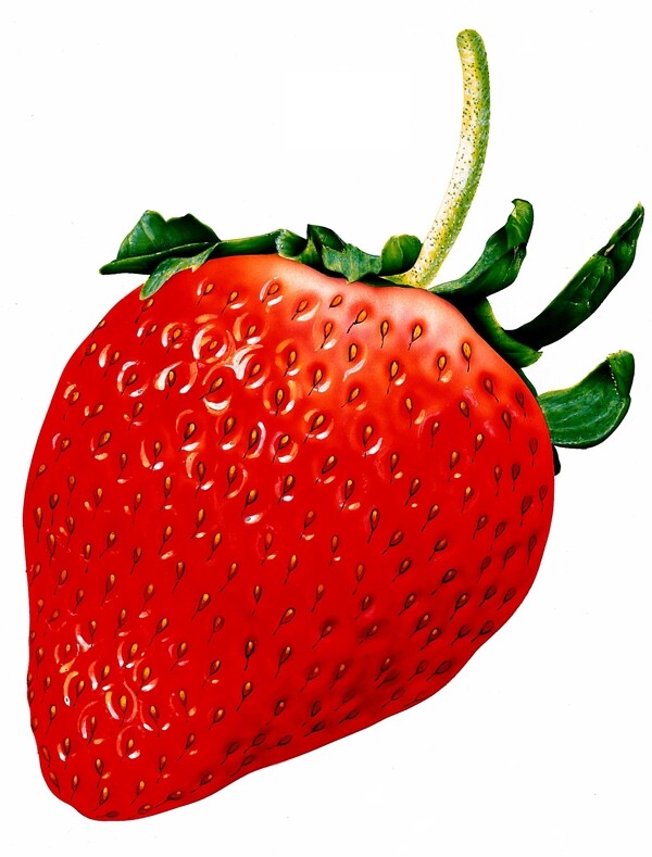 水果食物插图0078