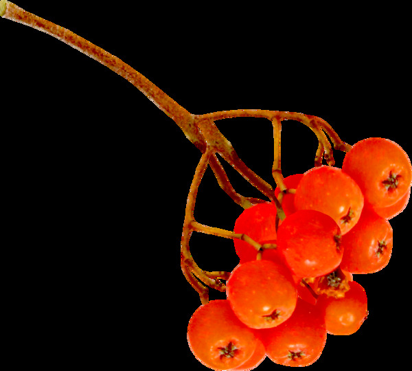 秋季植物水果茶杯png设计素材