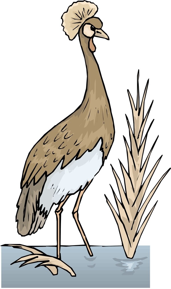 各種鳥類鳥動物矢量素材EPS格式0597
