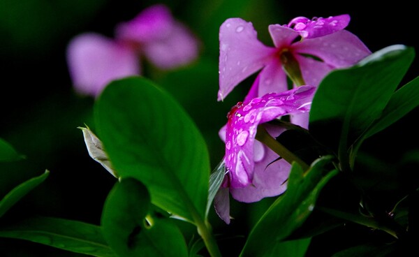 紫色海棠花图片