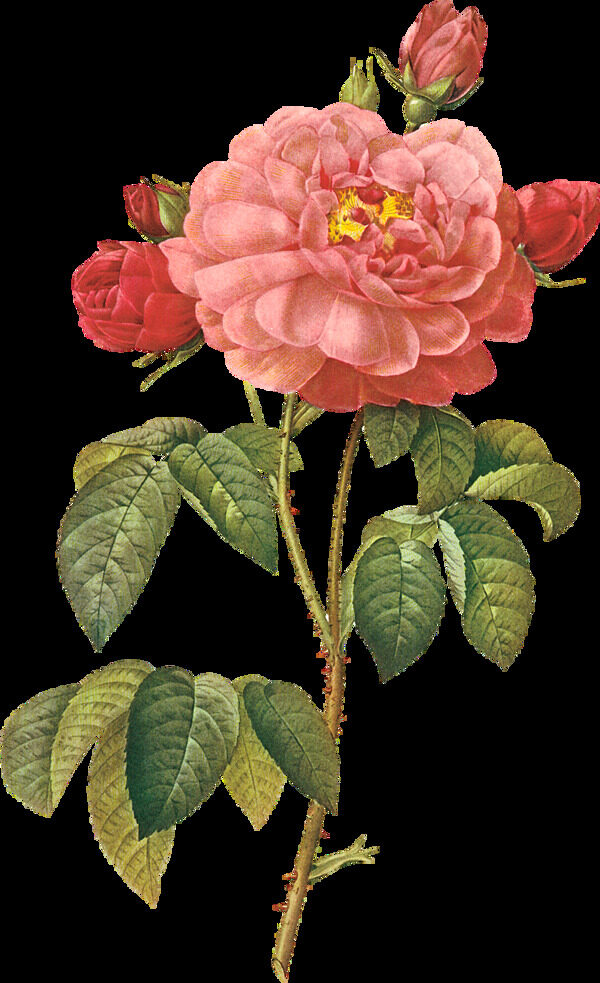 漂亮的手绘玫瑰花元素素材