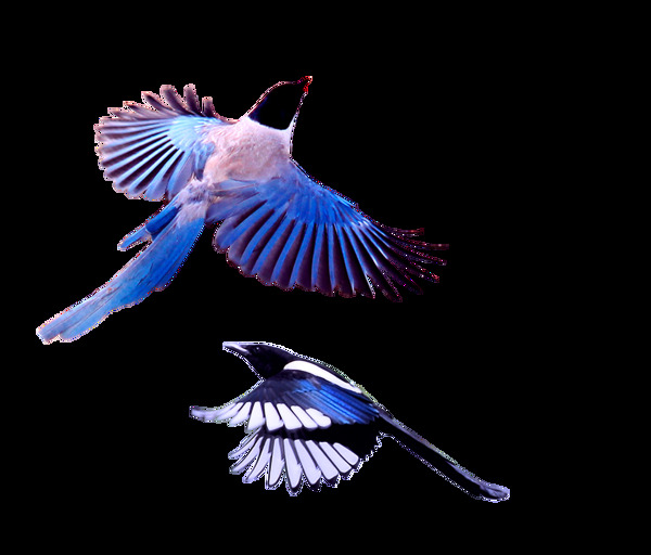 帅气蓝紫色翅膀小鸟产品实物