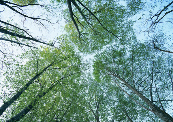 树林图片森林树木图片121