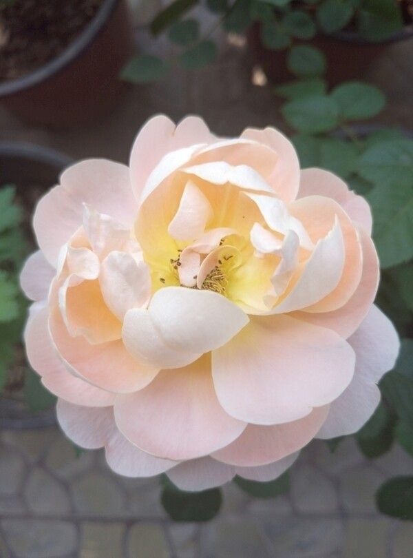 浅粉玫瑰花