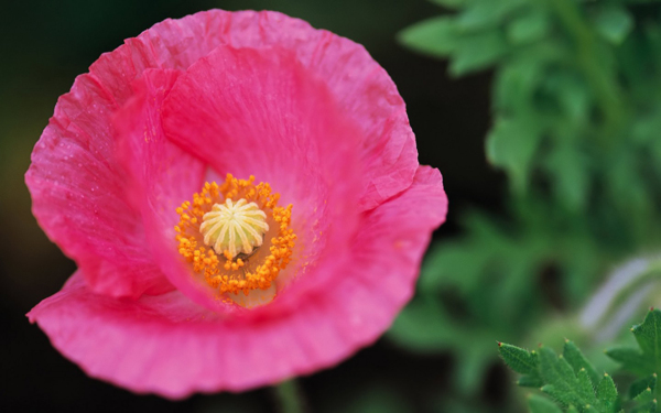 位圖植物圖案寫實(shí)花卉花朵野花免費(fèi)素材
