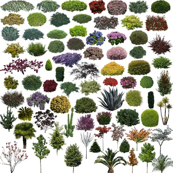 效果图素材植物很多的植物灌木