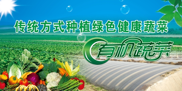 有机蔬菜