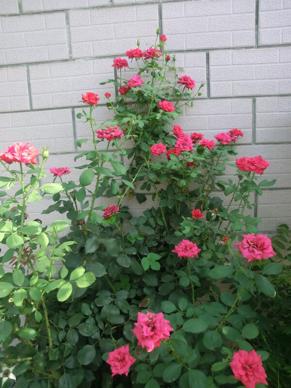 月季花圖片