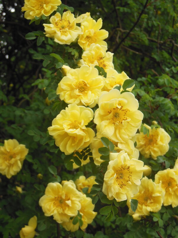 黄色蔷薇花图片
