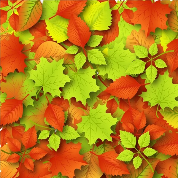 红色枫叶落叶背景图片