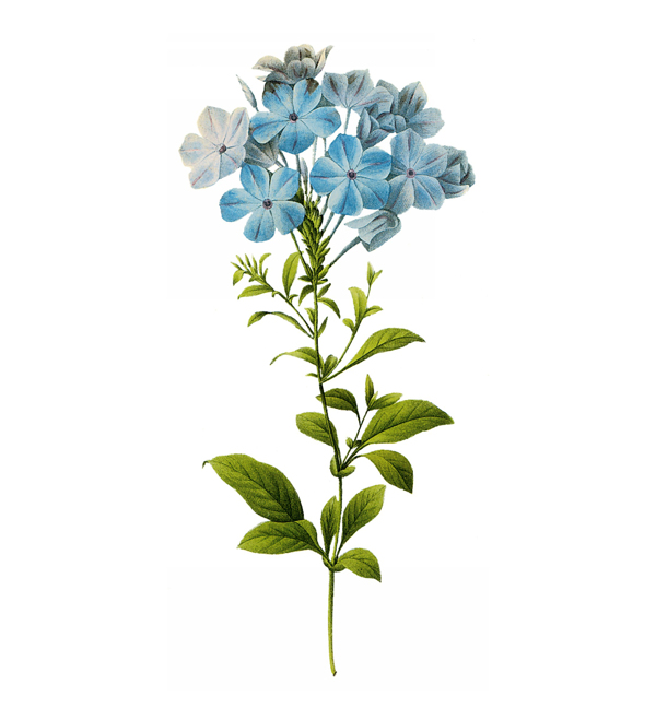 位圖植物圖案寫意花卉花朵免費素材