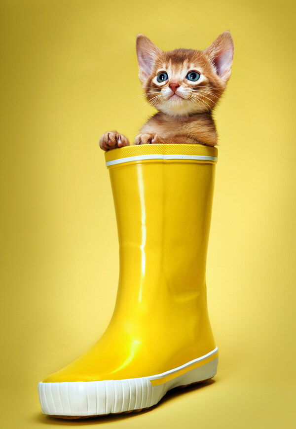 雨靴里的小猫图片