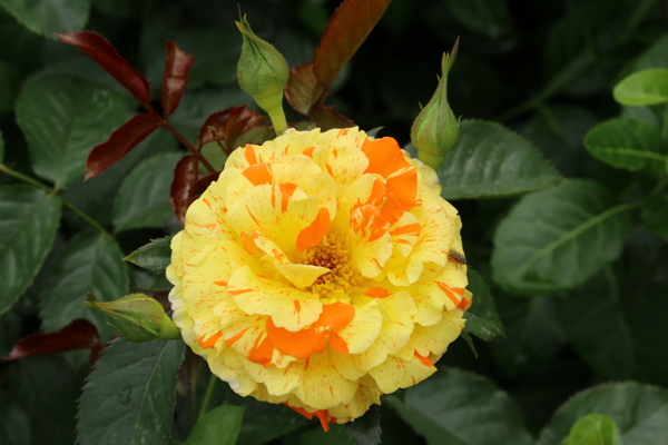 月季花