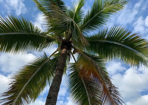 三亚蔚蓝天空美丽椰树