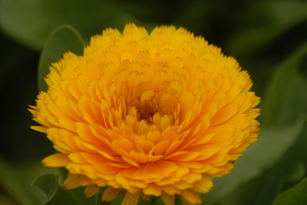 菊花圖片