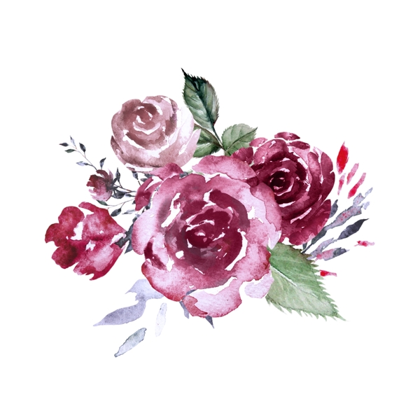美丽的手画水彩玫瑰花