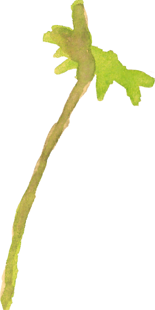 創(chuàng)意樹枝圖片素材