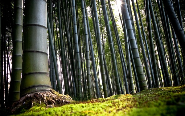 自然竹子风景图