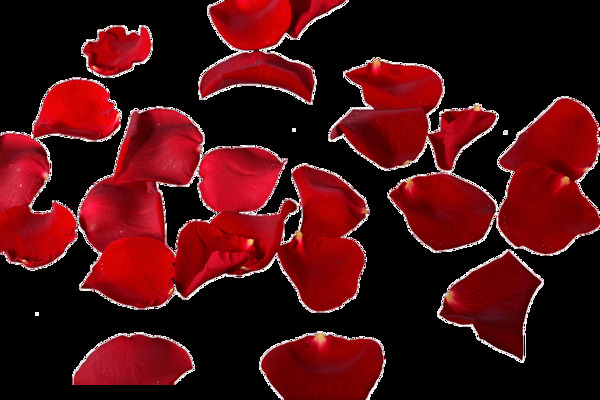 浪漫紅色花瓣元素