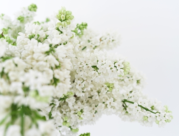 小白花开花盛开植物图片
