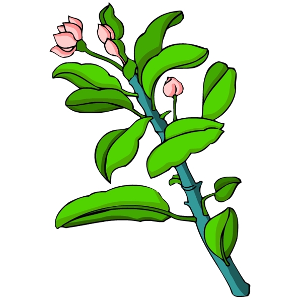 花卉古典插畫