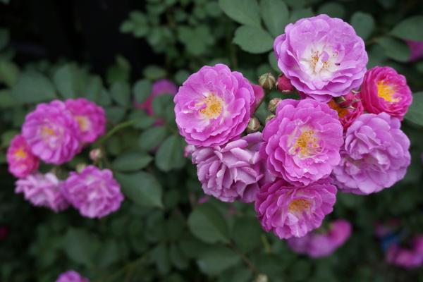 薔薇圖片