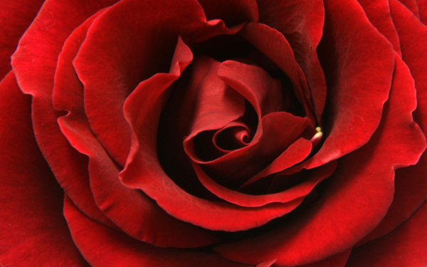 感情红玫瑰桌面壁纸