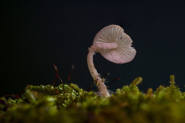 一朵白蘑菇