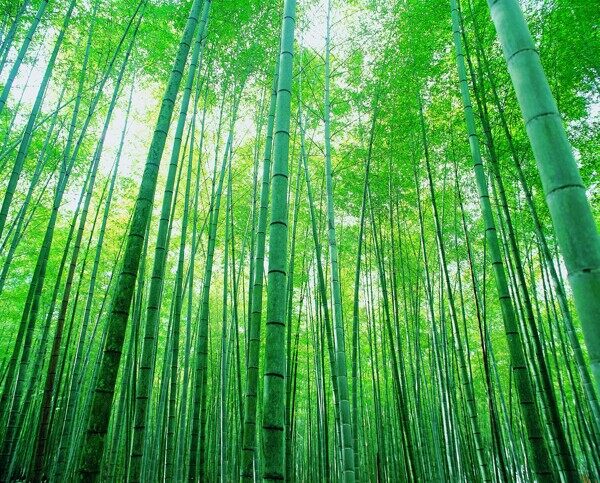 夏季景色