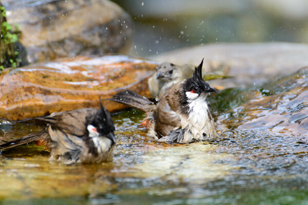 水中的兩只野生鳥圖片