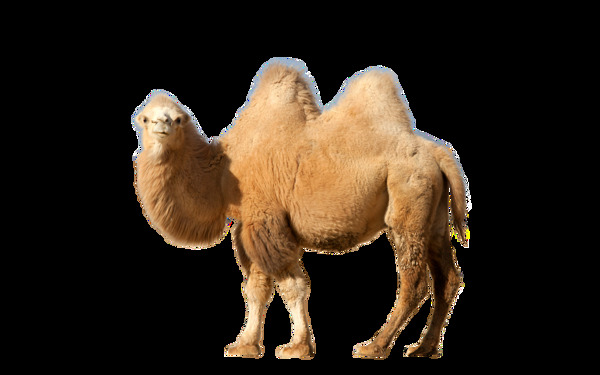 侧面双峰骆驼图片免抠png透明图层素材