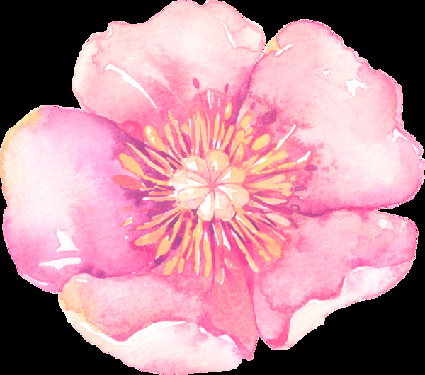 粉色優(yōu)質(zhì)花卉透明素材